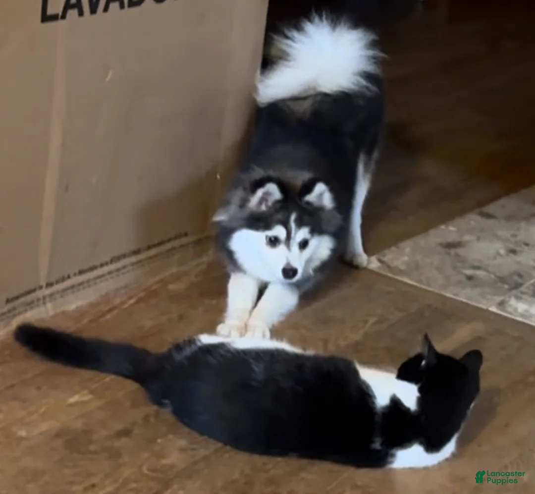 Pomsky dogs for sale: Sev - Ad 13