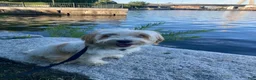 Biewer Terrier dogs for sale: Marcello - Ad 10