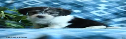 Mixed Breed dogs for sale: Dumpling - Ad 5