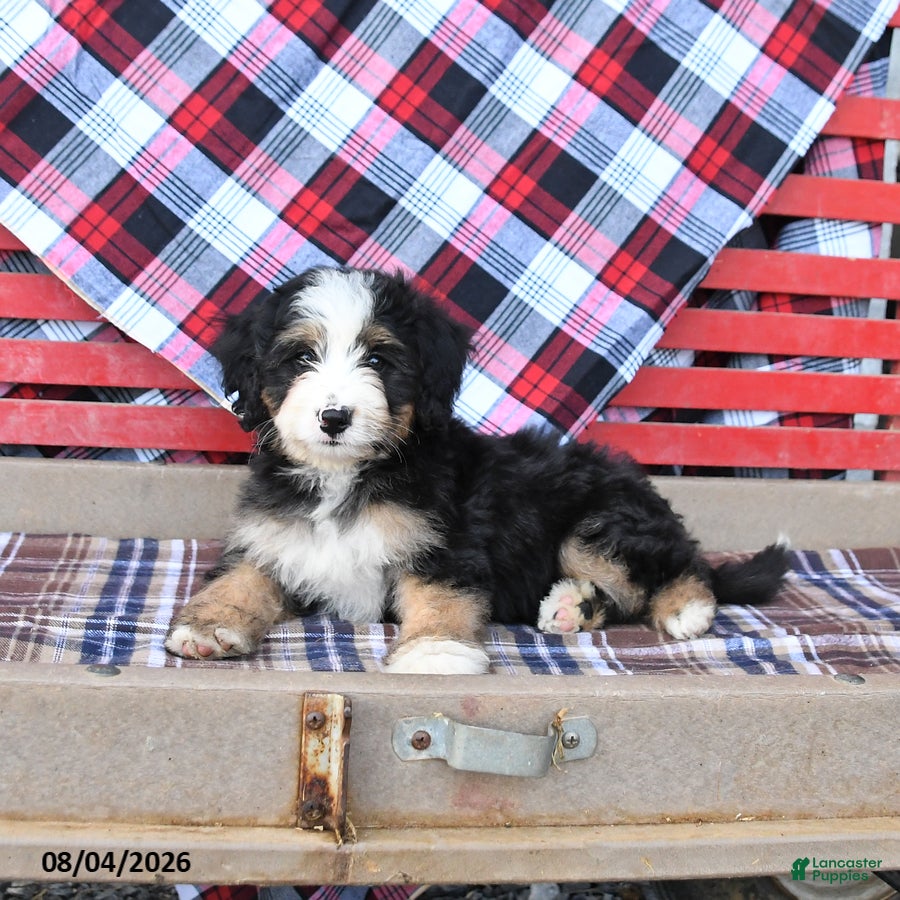 Mini Bernedoodle dogs Sugar - Ad 2