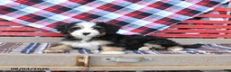 Mini Bernedoodle dogs for sale: Sugar - Ad 2