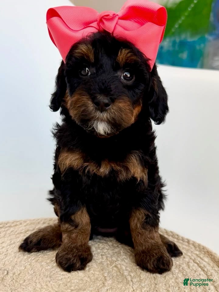 Goldendoodle dogs K Pink Girl - Ad 1