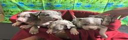 American Pit Bull Terrier dogs for sale: American Pit Bull Terrier Puppy 1 - Ad 12