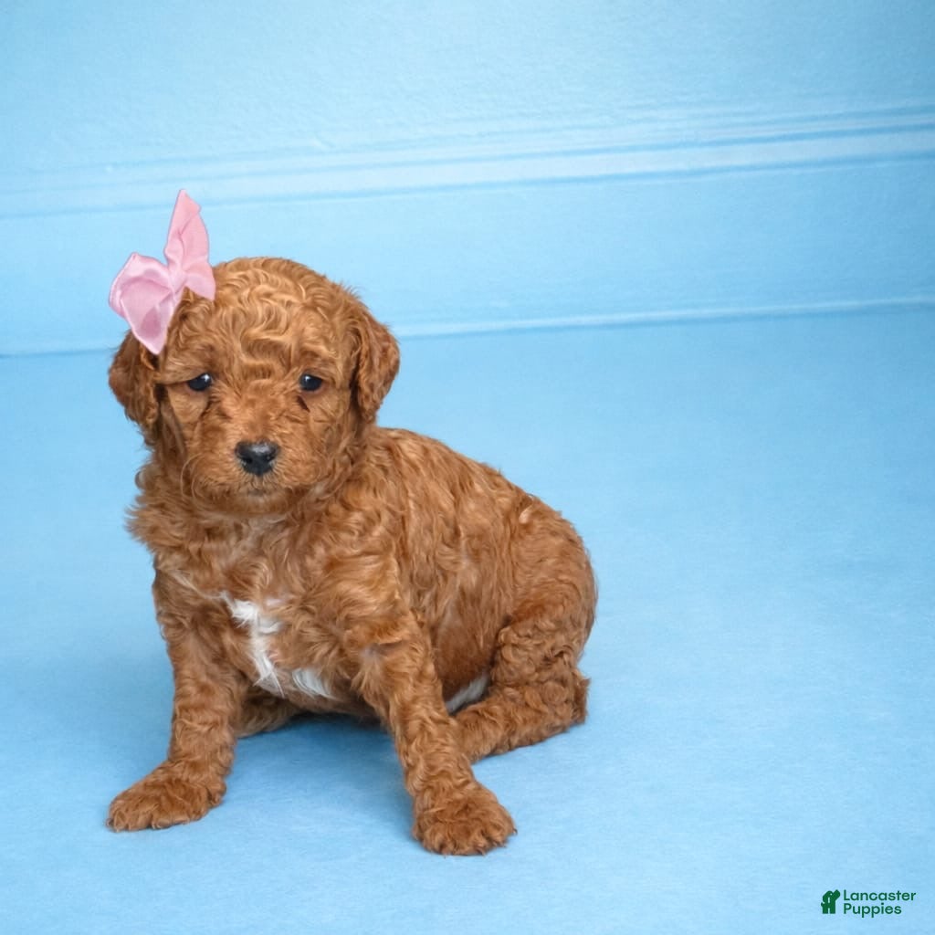 Mini Goldendoodle dogs Scarlet  - Ad 1