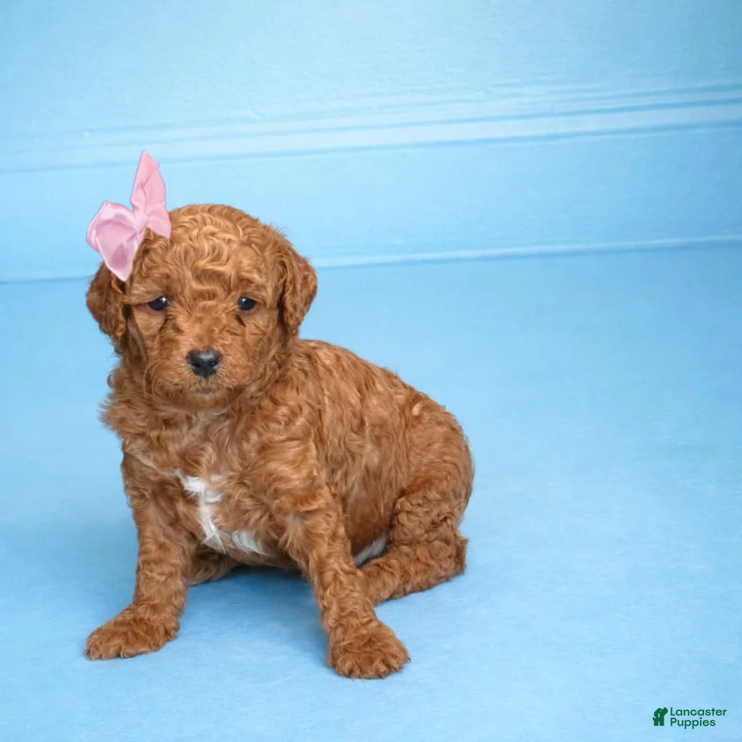 Mini Goldendoodle dogs for sale: Scarlet  - Ad 1