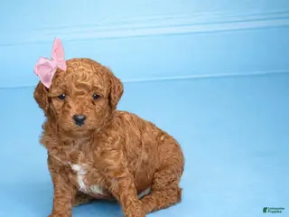 Mini Goldendoodle dogs for sale: Scarlet - Ad 2