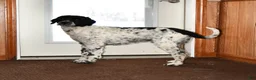 Portuguese Water Dog dogs for sale: Glen - Ad 7