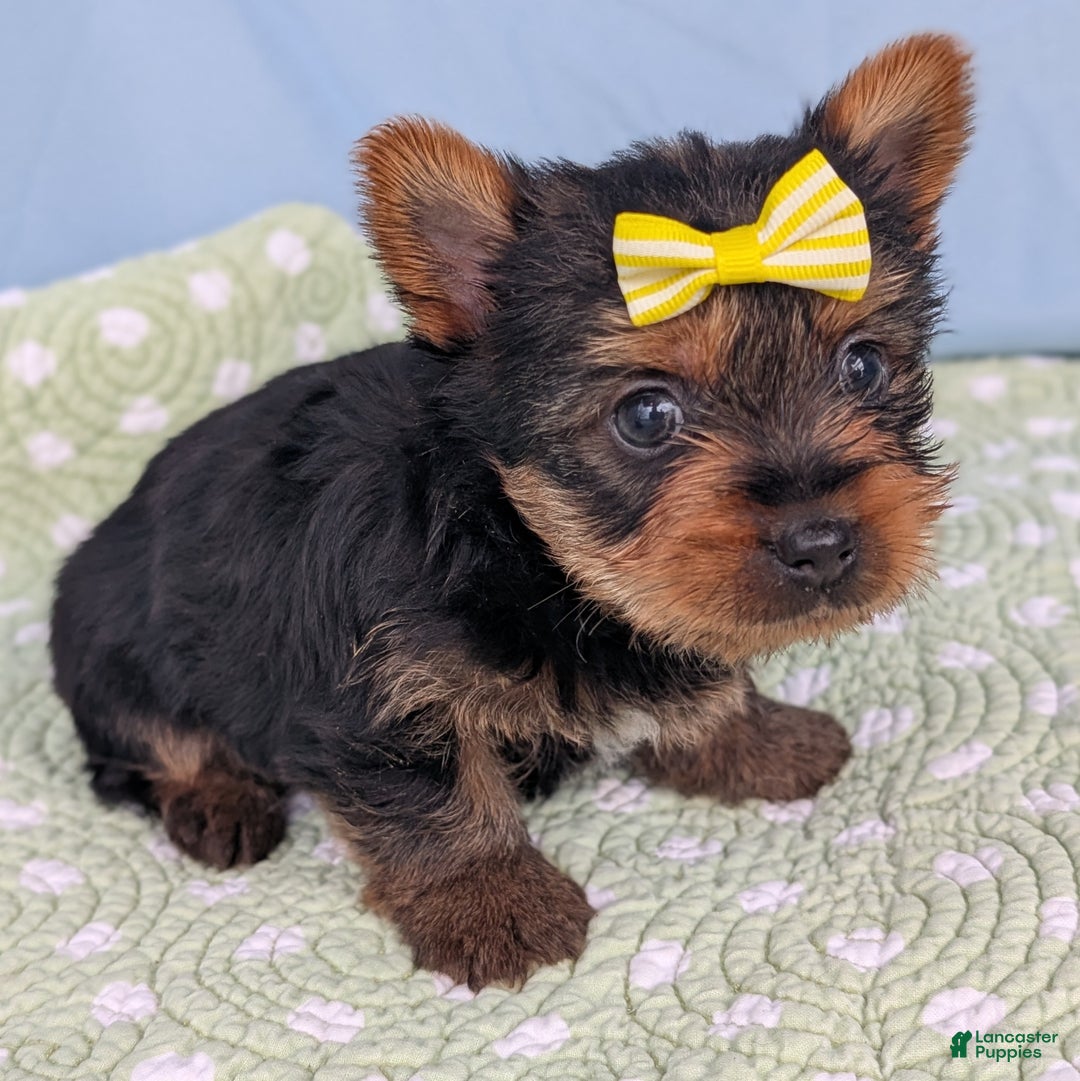 Yorkshire Terrier dogs for sale: Spritz - Ad 8
