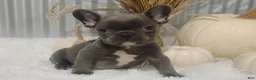 French Bulldog dogs for sale: Blaze - Ad 5