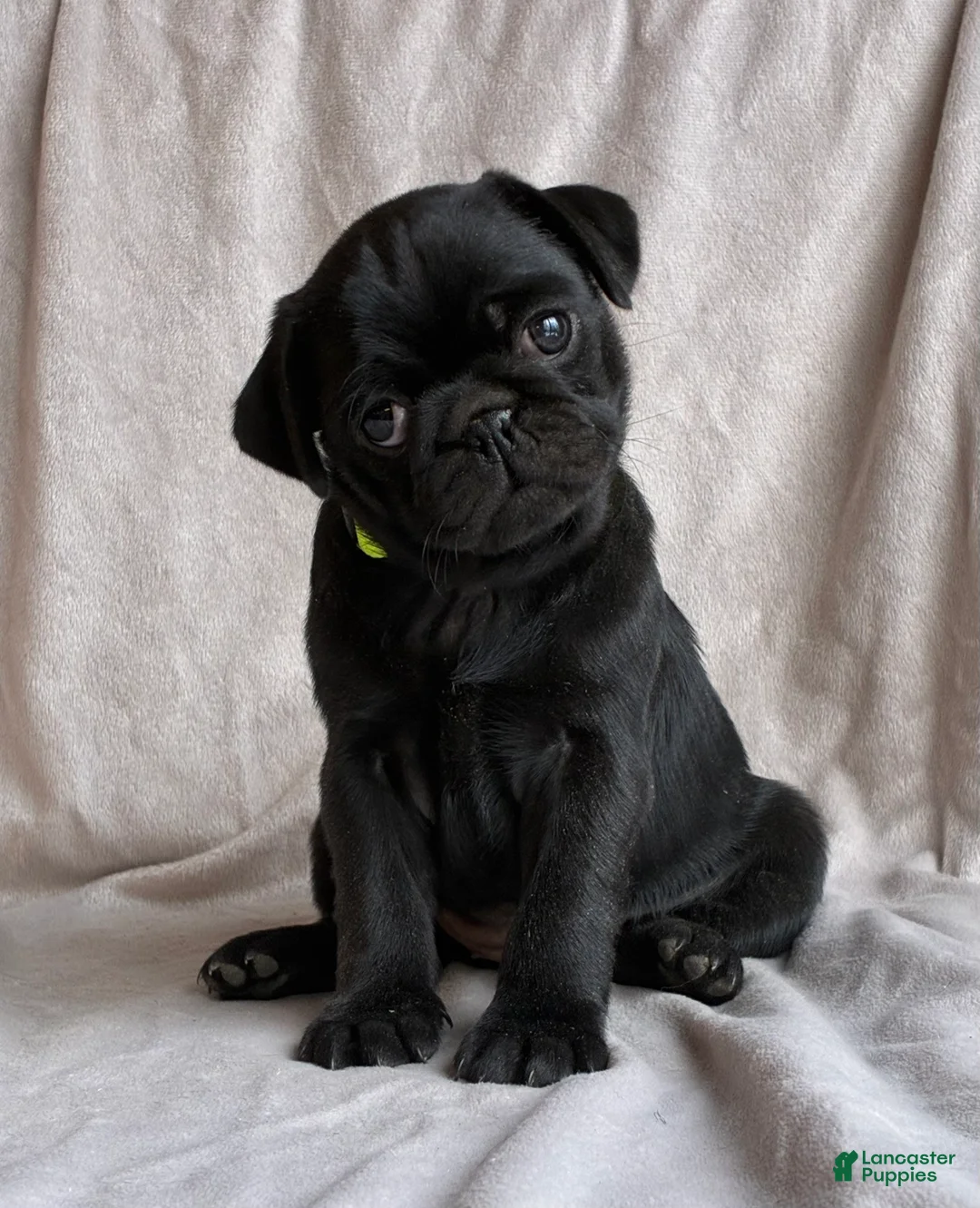 Pug dogs for sale: Luna - Ad 1