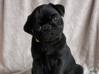Pug dogs for sale: Luna - Ad 3