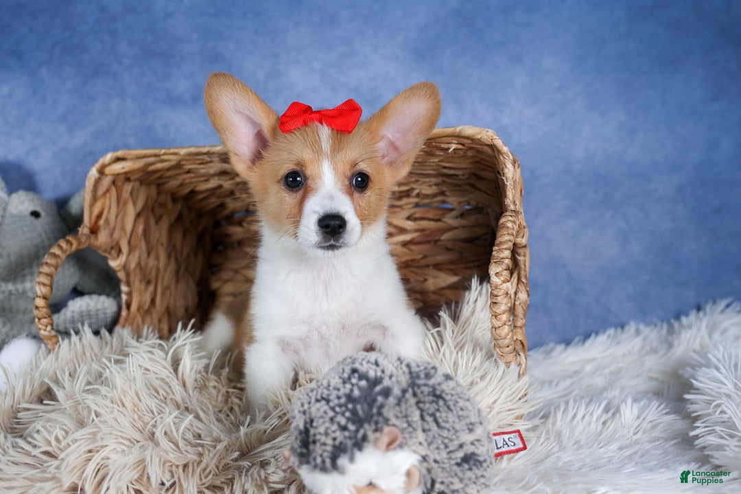 Welsh Corgi Pembroke dogs for sale: Lulu - Ad 11