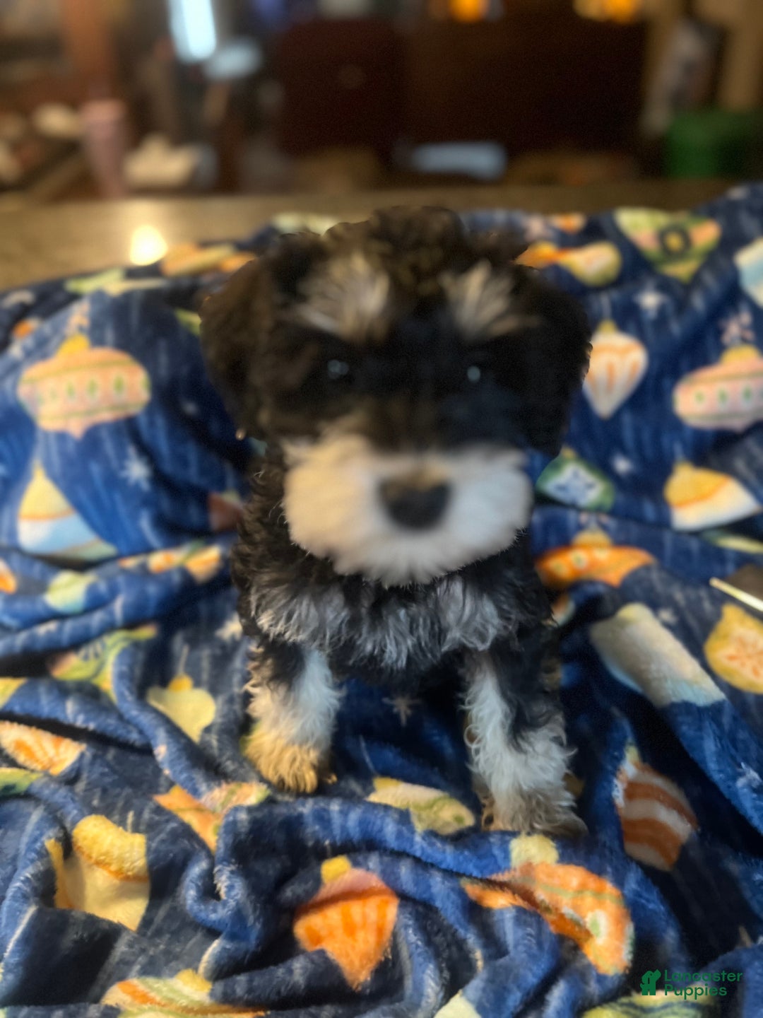 Miniature Schnauzer dogs for sale: Kali - Ad 7