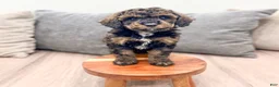 Miniature Poodle dogs for sale: Aria - Ad 2