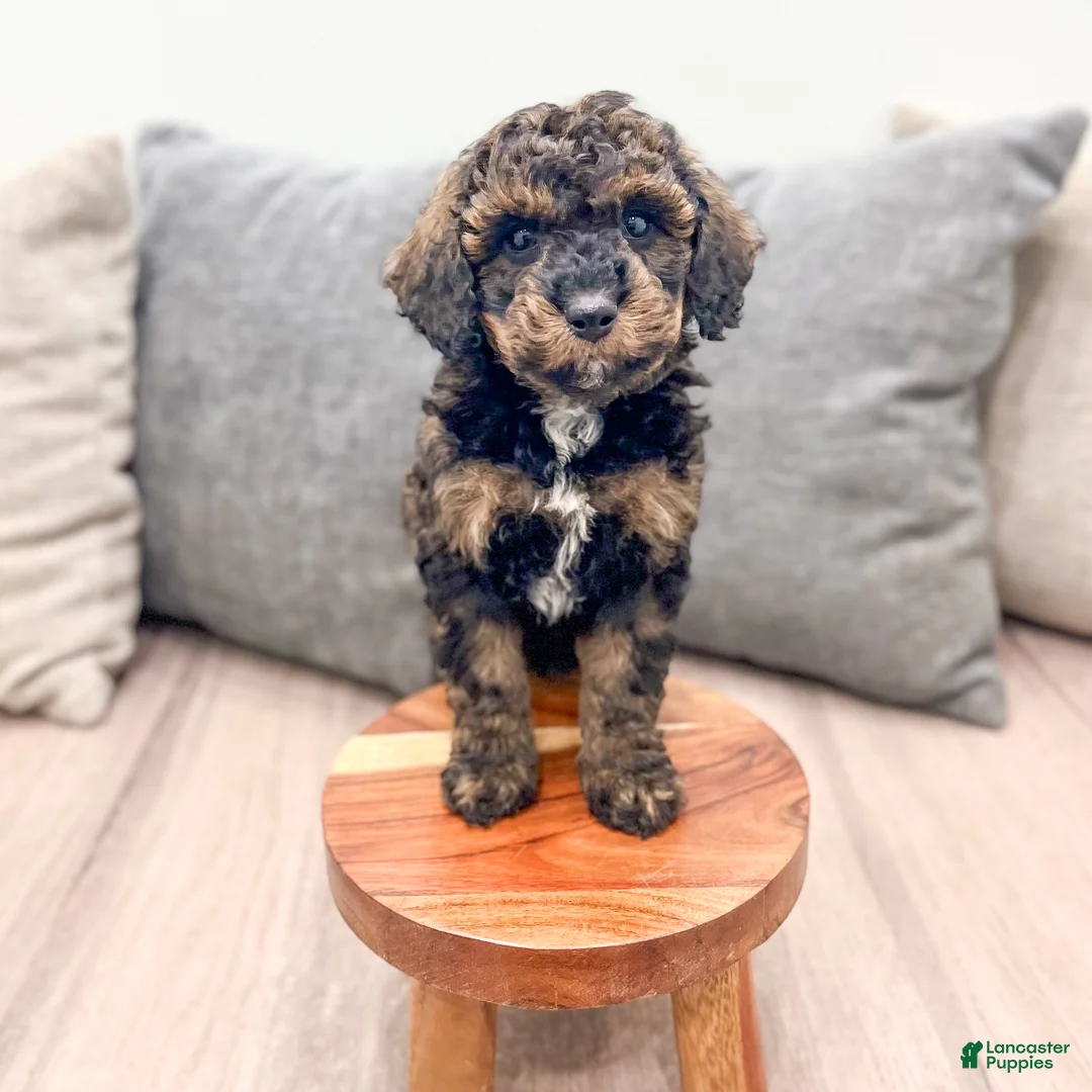Miniature Poodle dogs for sale: Aria - Ad 2