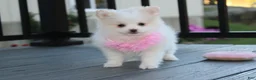 Pomeranian dogs for sale: Marshmallow  - Ad 9