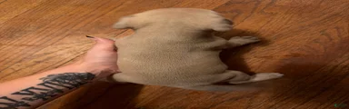 American Bully 1