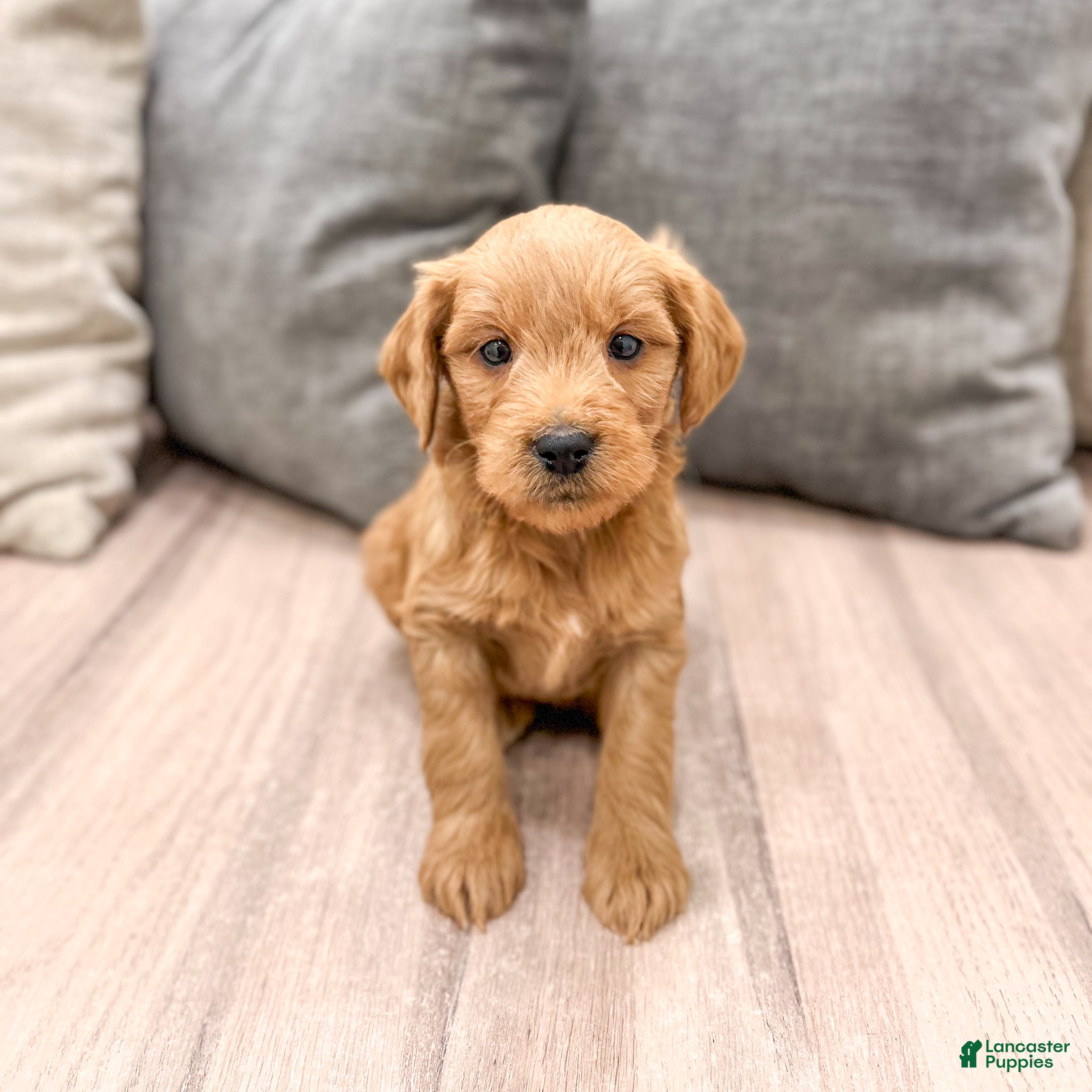 Mini Goldendoodle dogs Princess - Ad 2