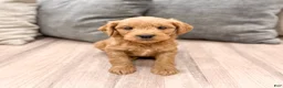 Mini Goldendoodle dogs for sale: Princess - Ad 2