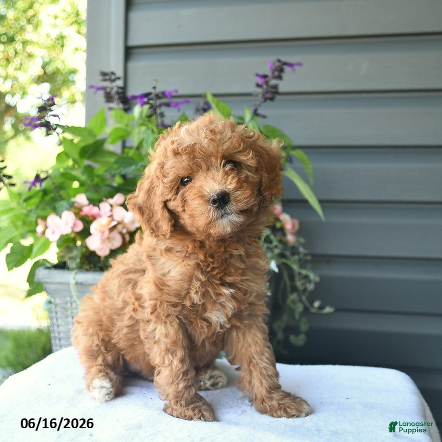 Mini Goldendoodle dogs for sale: Biscuit  - Ad 4