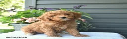 Mini Goldendoodle dogs for sale: Biscuit  - Ad 1