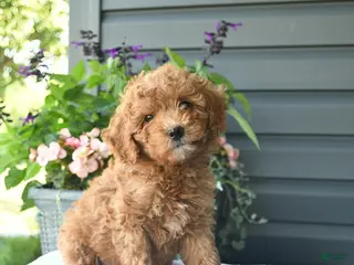 Mini Goldendoodle dogs for sale: Biscuit - Ad 4