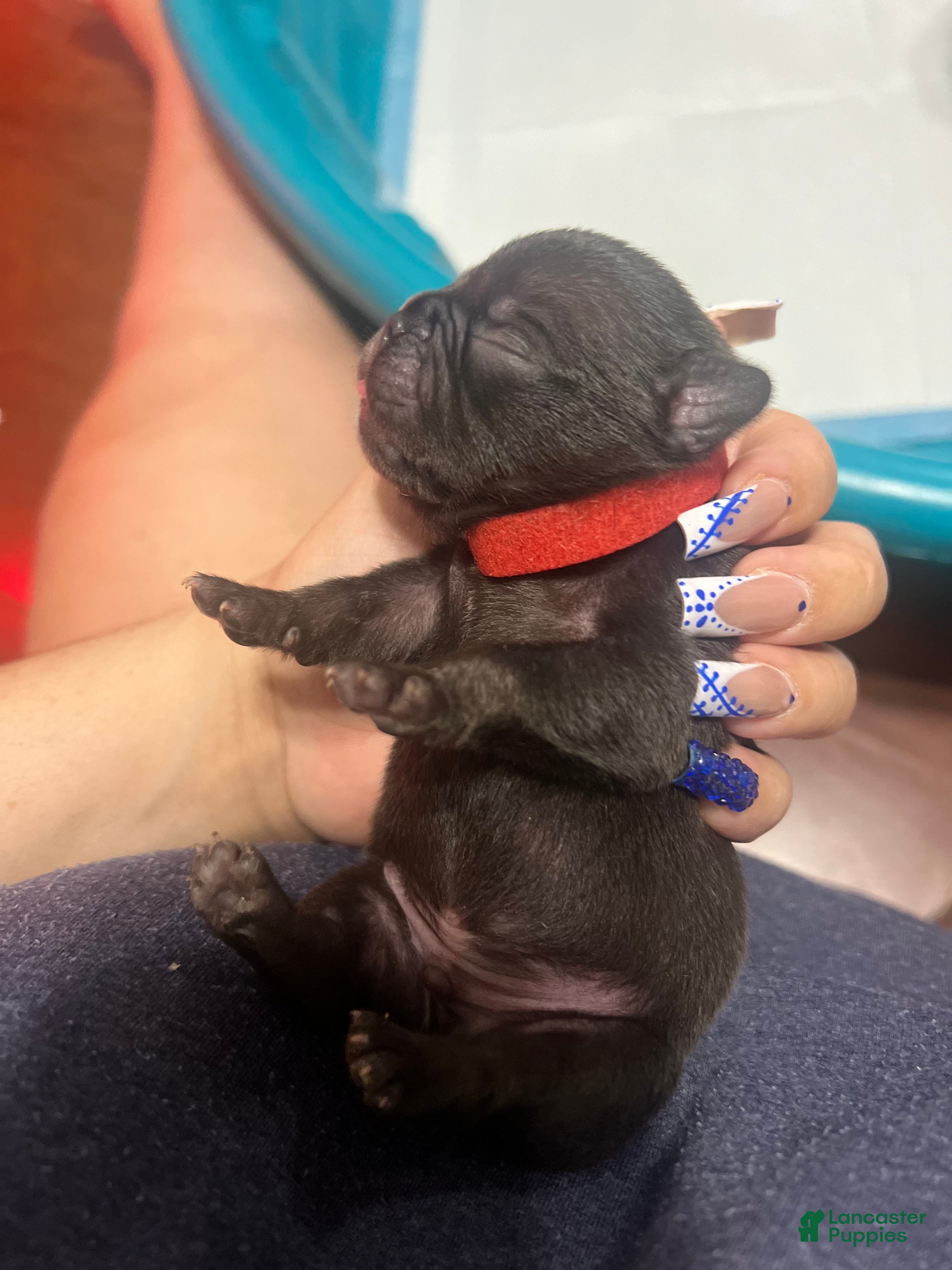 French Bulldog dogs French Bulldog Puppy 3 - Ad 41