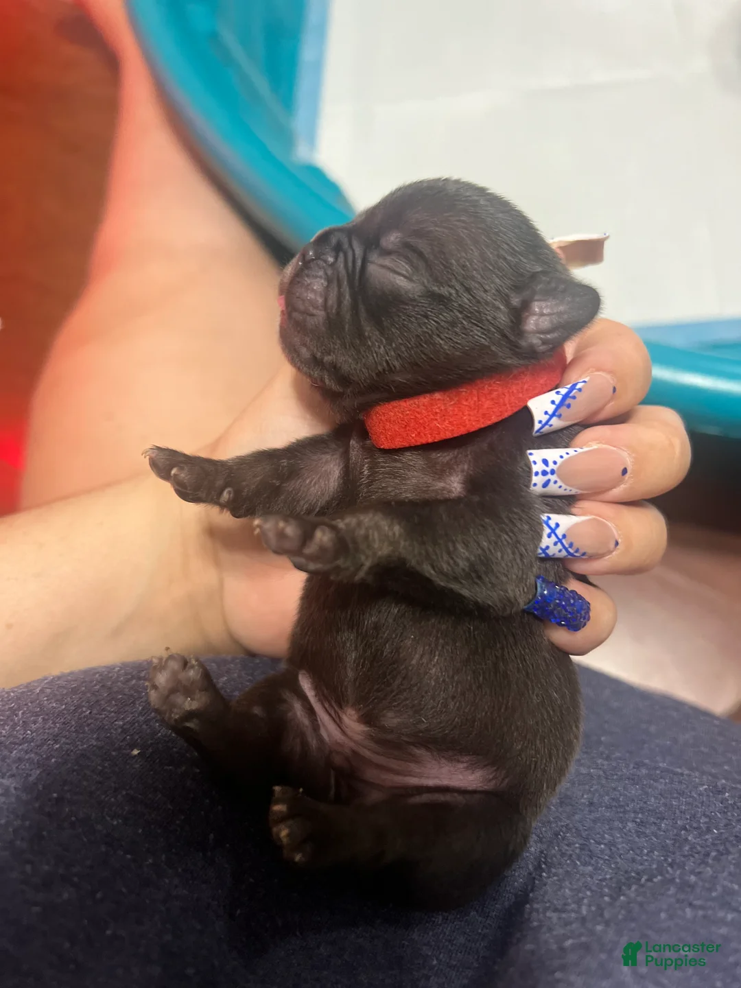 French Bulldog dogs for sale: French Bulldog Puppy 3 - Ad 1