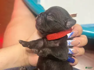 French Bulldog dogs French Bulldog Puppy 3 - Ad 41