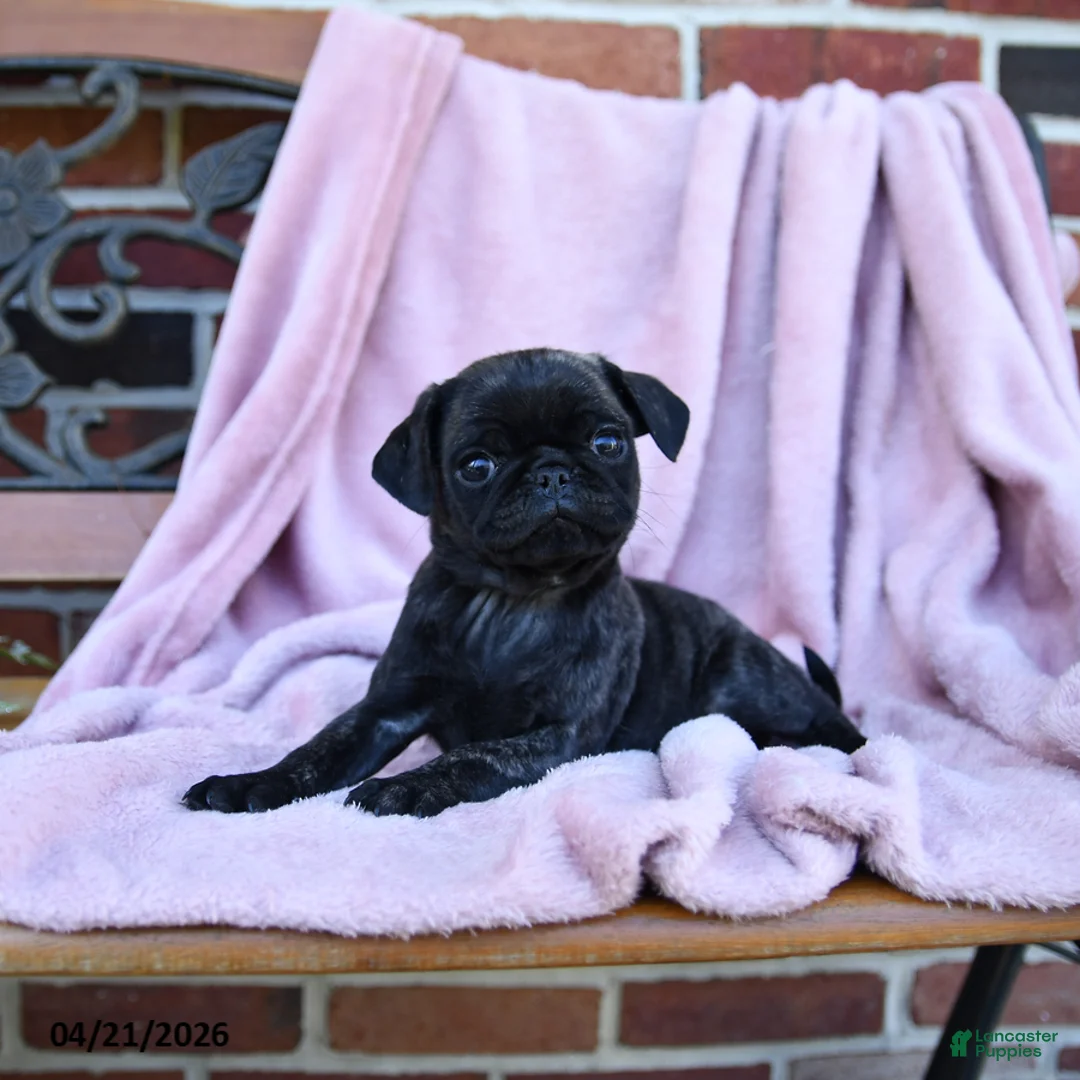 Pug dogs for sale: Tinzy - Ad 2