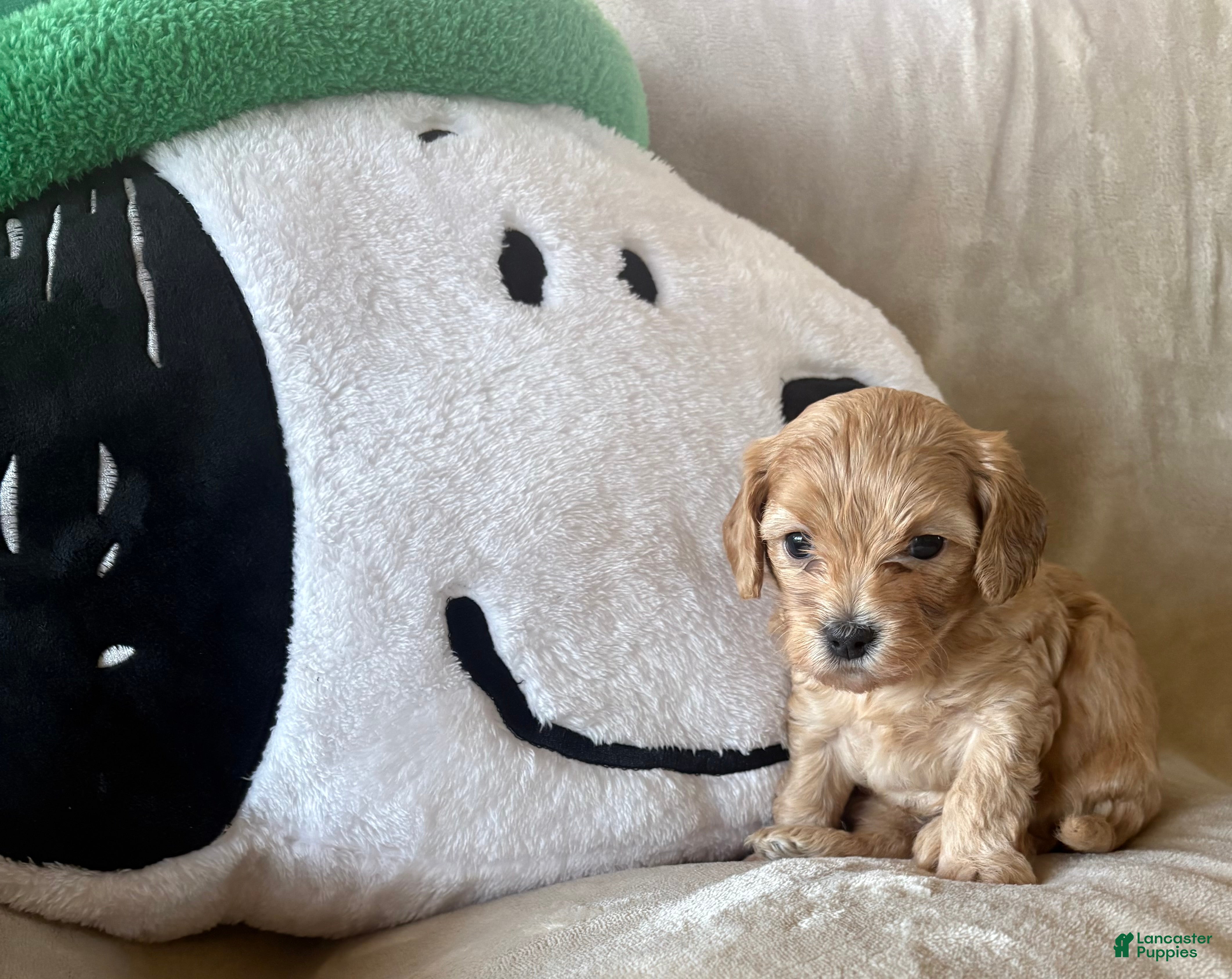 Maltipoo dogs for sale: Biscuit - Ad 4