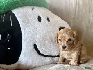Maltipoo dogs for sale: Biscuit - Ad 4