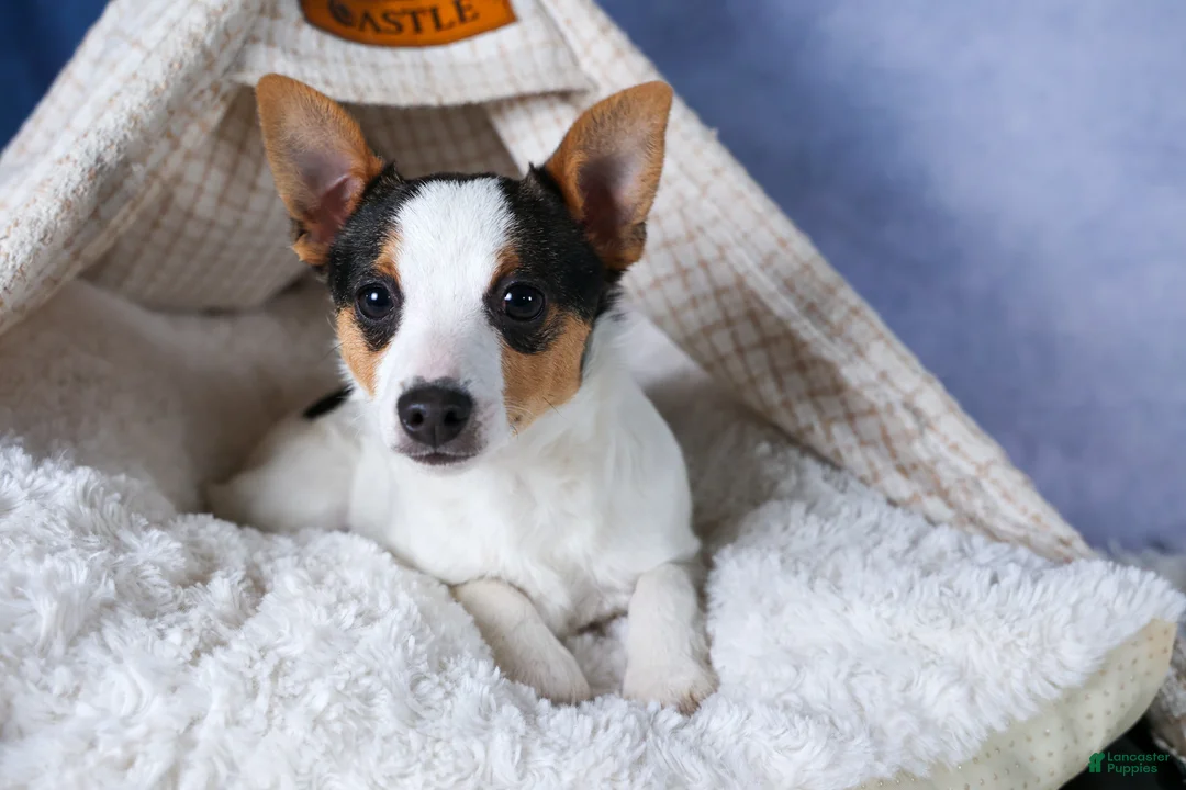 Toy Fox Terrier dogs for sale: Theo  - Ad 2