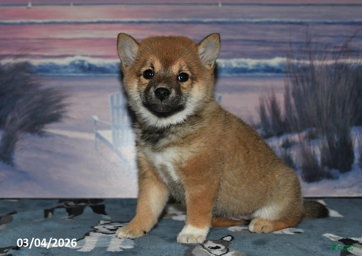 Shiba Inu dogs Gloria - Ad 2