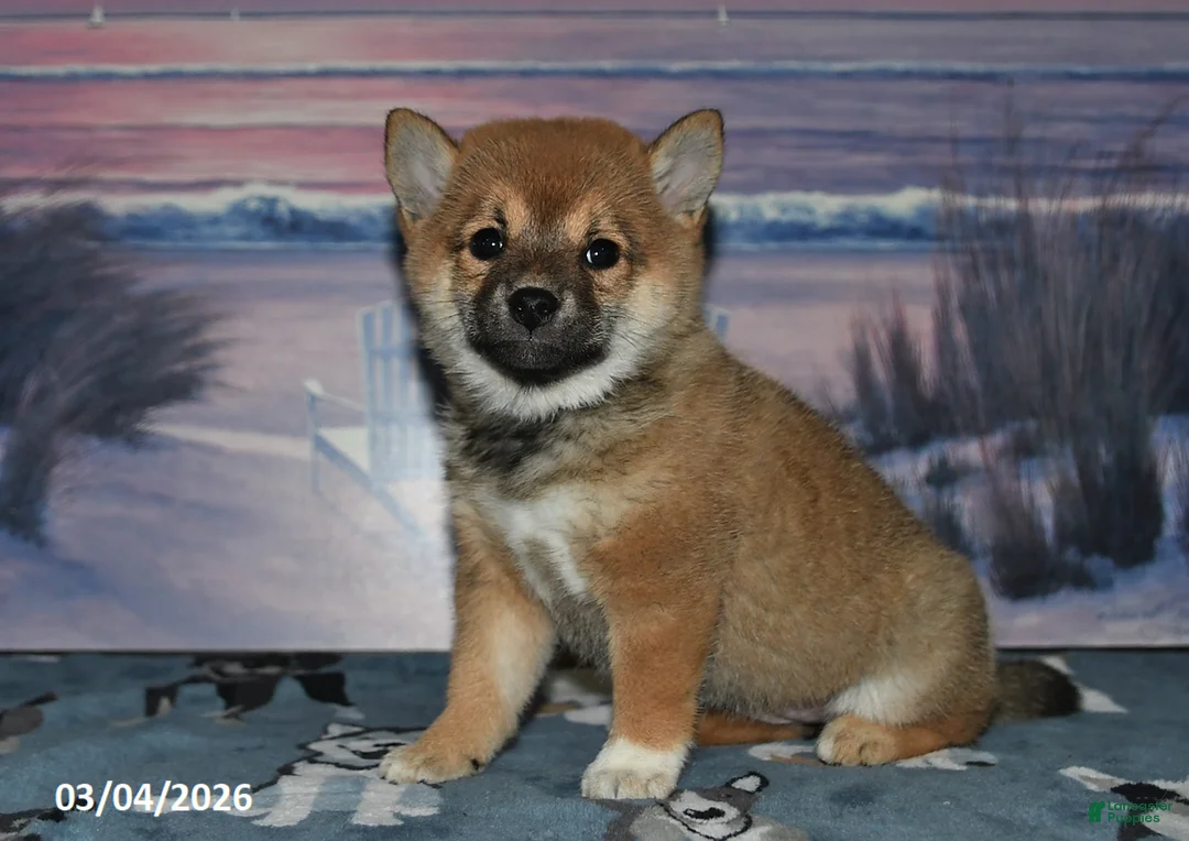 Shiba Inu dogs for sale: Gloria - Ad 2