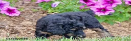 Toy Poodle dogs for sale: Hailey - Ad 6
