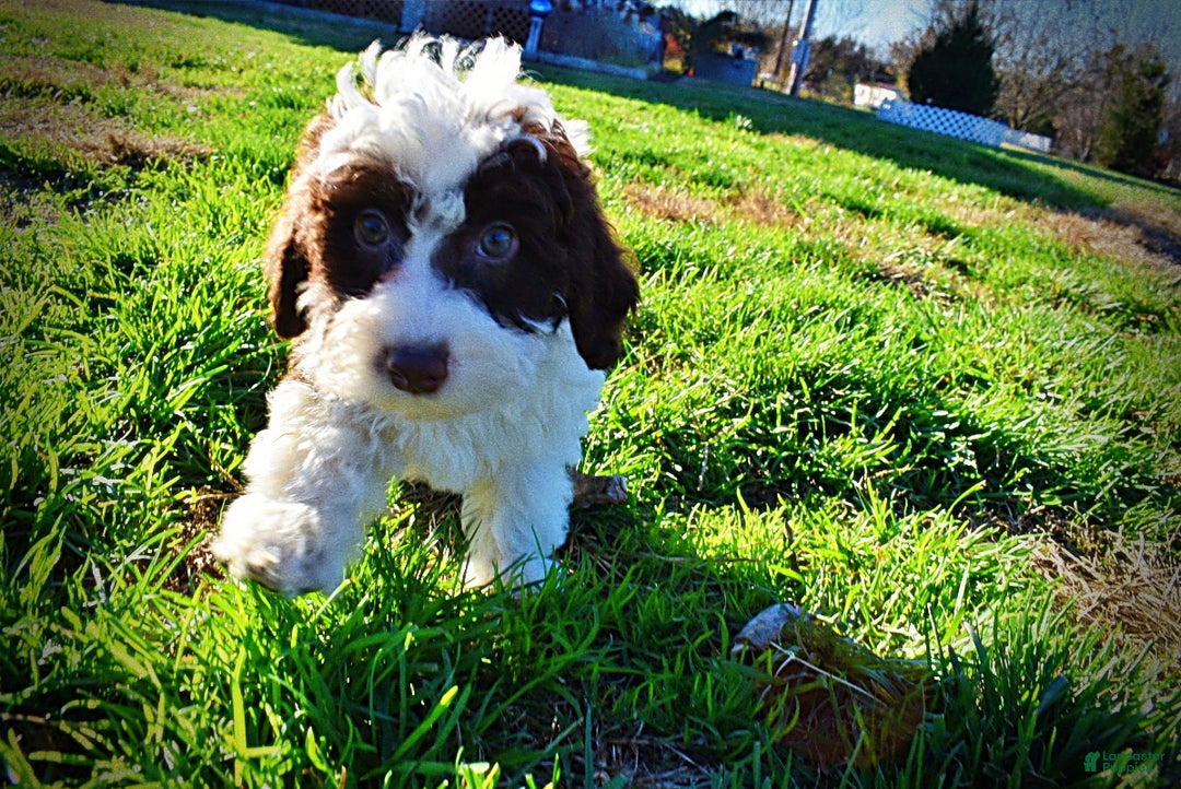 Havapoo dogs for sale: Simba - Ad 16