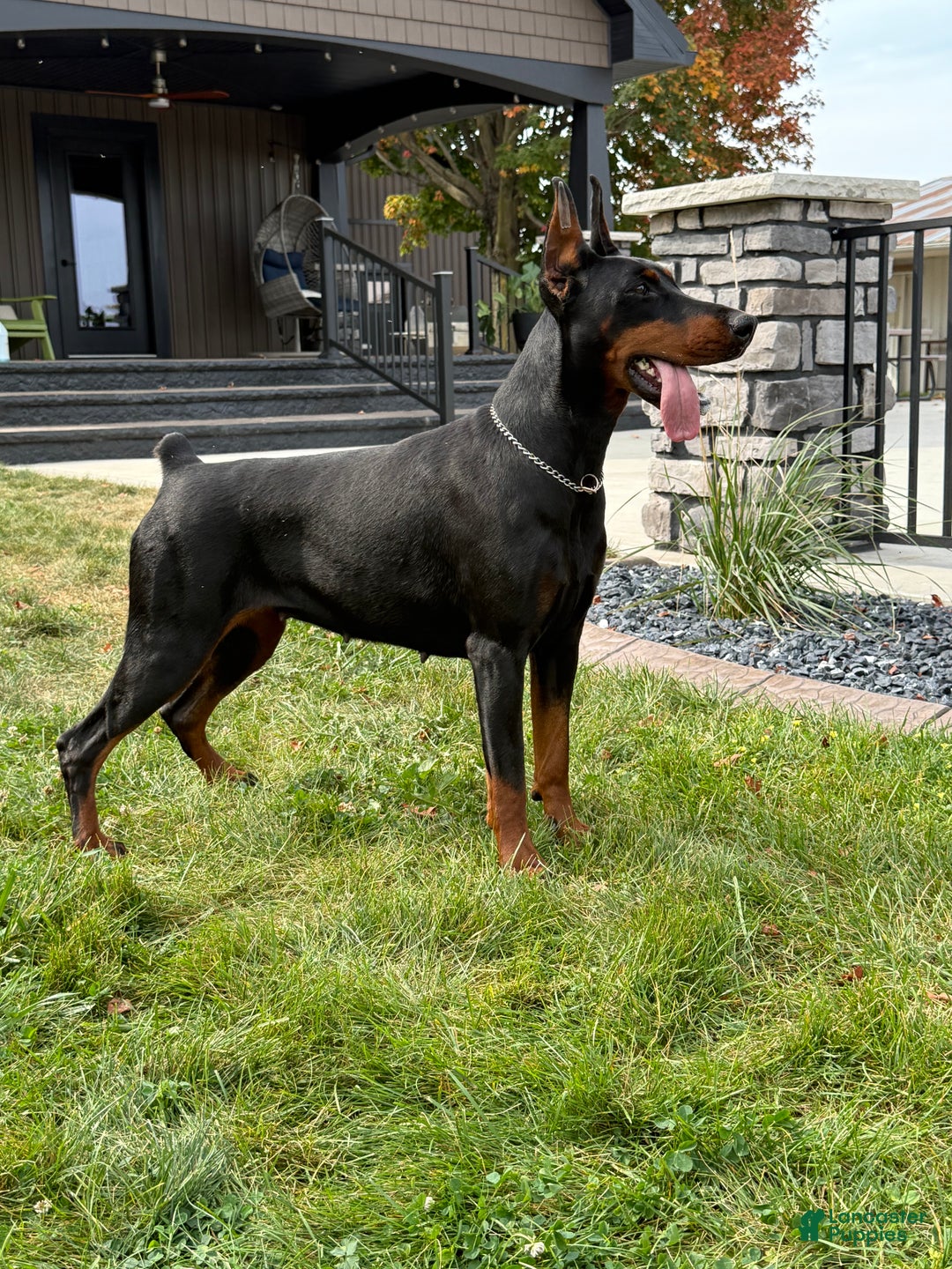 Doberman Pinscher dogs for sale: Doberman Pinscher Puppy 4 - Ad 4