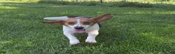 Beagle dogs for sale: Ranger - Ad 3