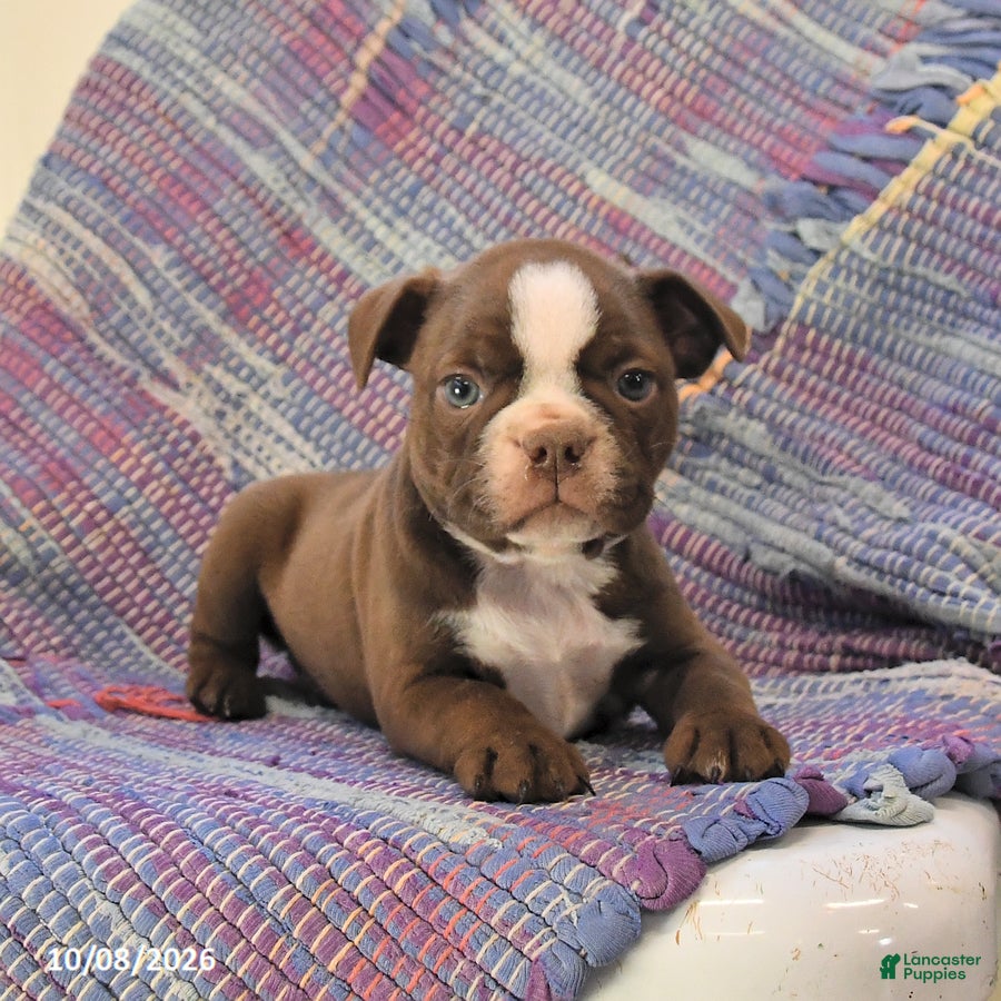 Boston Terrier dogs for sale: Tulip - Ad 2