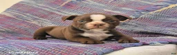 Boston Terrier dogs for sale: Tulip - Ad 2
