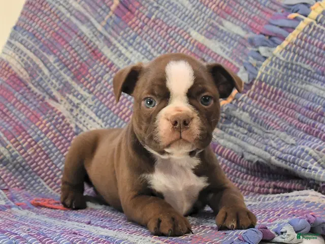 Boston Terrier dogs for sale: Tulip - Ad 2