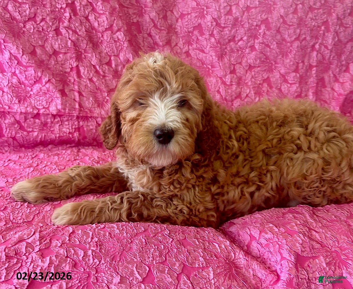 Mini Goldendoodle dogs Hyacinth - Ad 1