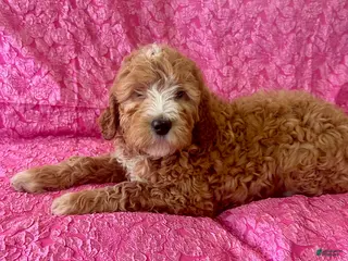 Goldendoodle dogs for sale: Hyacinth - Ad 1