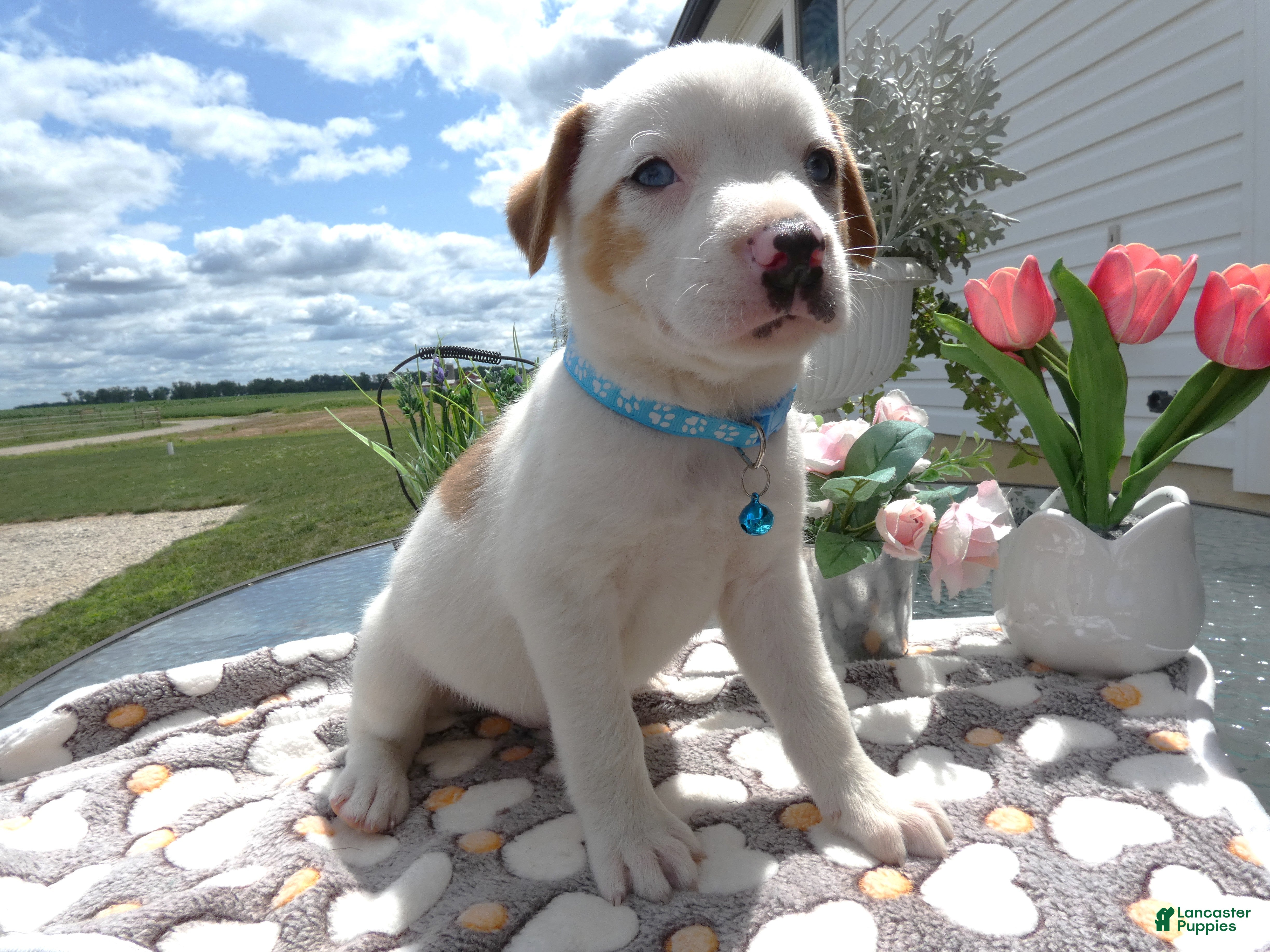 Mixed Breed dogs Mixed Breed 2 Dexter - Ad 25