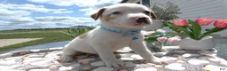 Mixed Breed dogs for sale: Mixed Breed 2 Dexter - Ad 1