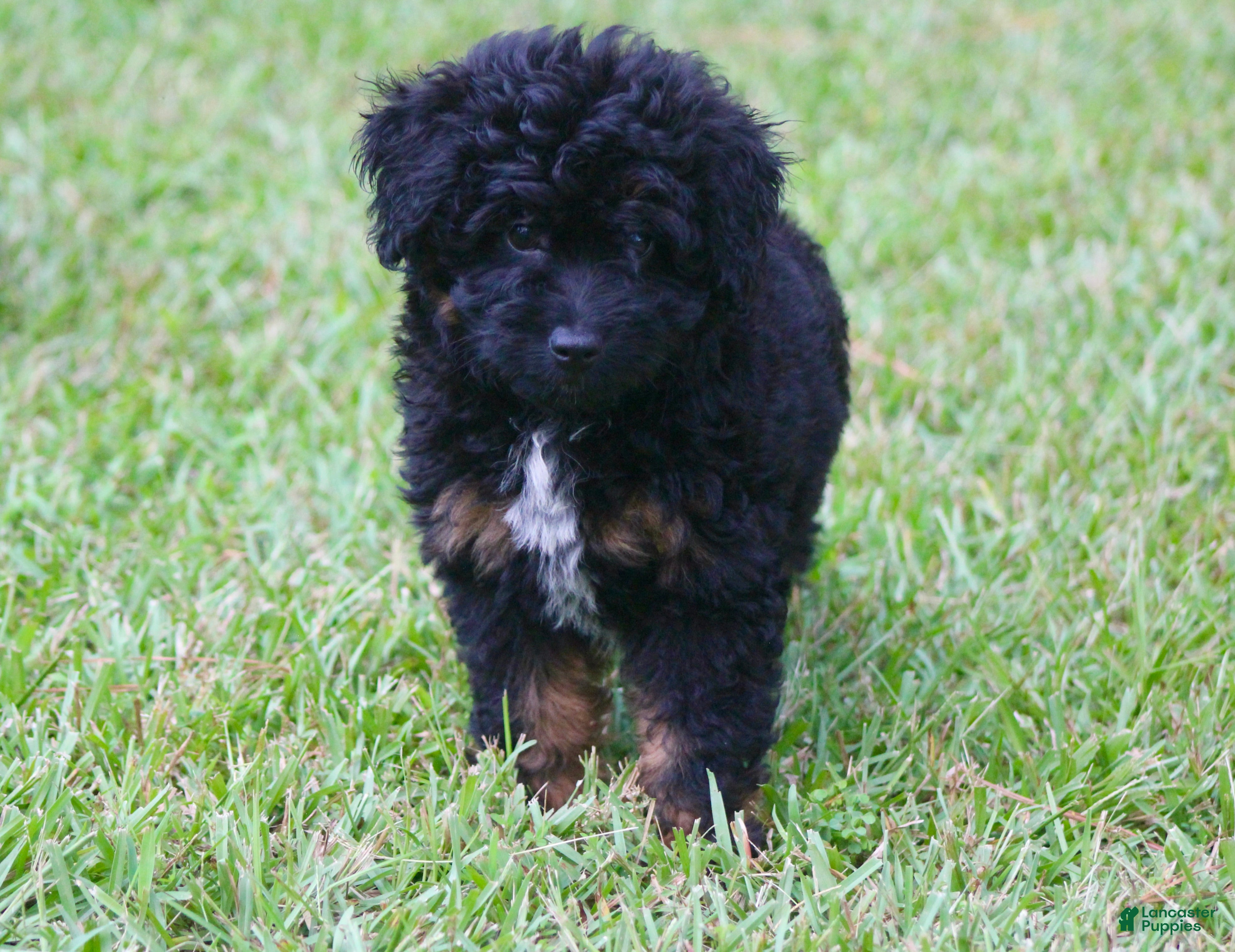 Aussiedoodle dogs Kendall - Ad 1