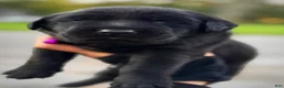 Labrador Retriever dogs for sale: Labrador Retriever 1 - Ad 19