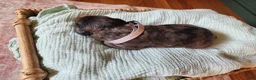 Mixed Breed dogs for sale: Rocky - Ad 2