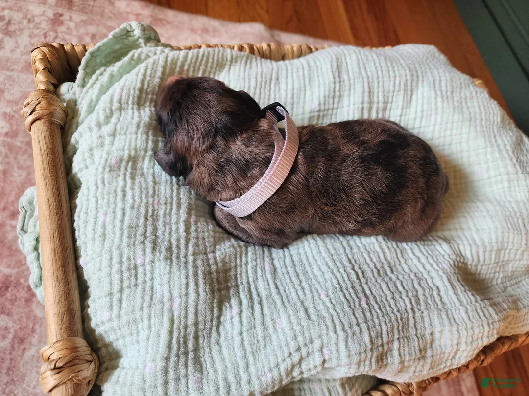 Mixed Breed dogs for sale: Rocky - Ad 2